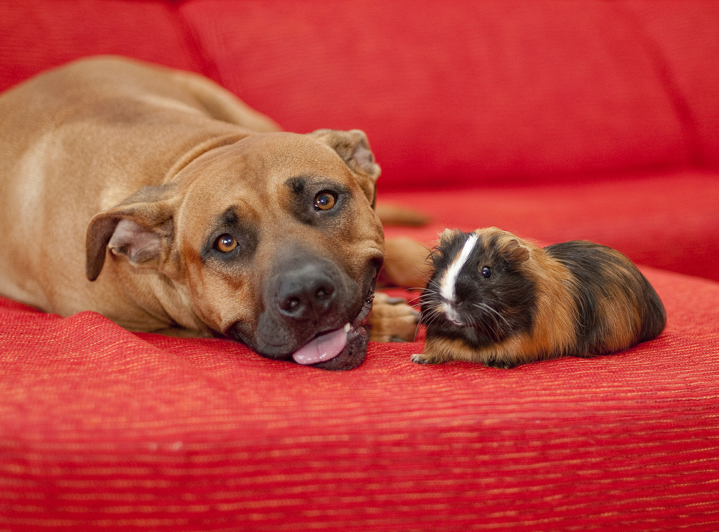 Read more about the article Pet Poison Prevention