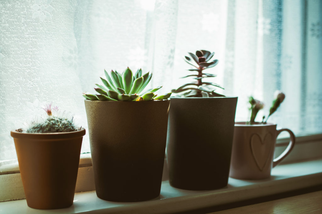 what to do during covid-19 plant a garden, row of succulents on windowsill