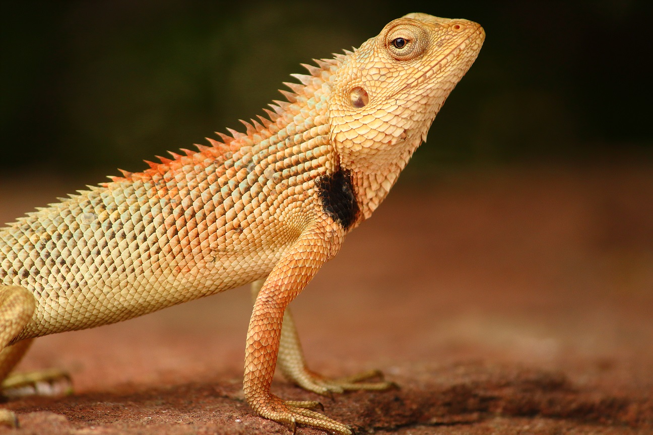 Read more about the article Things You Must Know Before Getting an Exotic Pet — Part 3: The Nitty Gritty