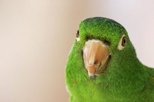 Read more about the article Things You Must Know Before Getting an Exotic Pet — Part 1: Basic Care