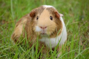 Read more about the article Tips and Tricks to Tame Your Guinea Pig