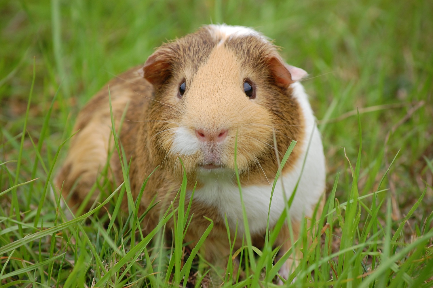 How long does it take to tame a guinea pig Tips And Tricks To Tame Your Guinea Pig Redfox