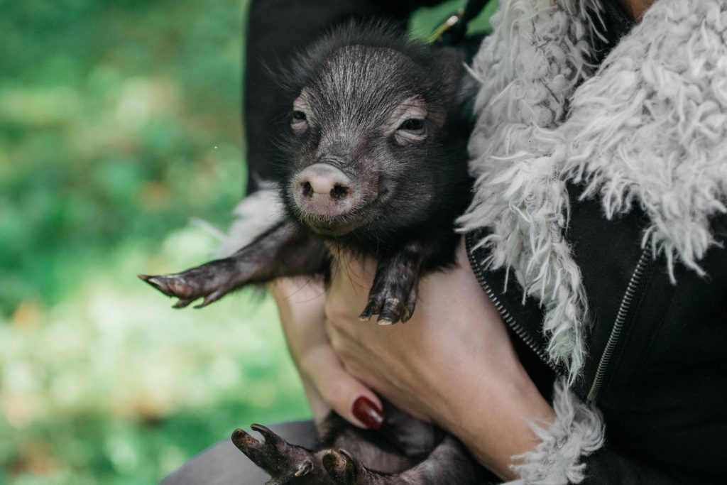 woman holding pet pig