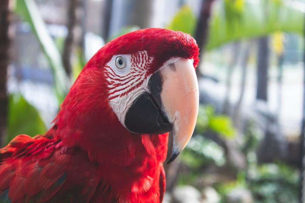 red parrot exotic pet looking at camera