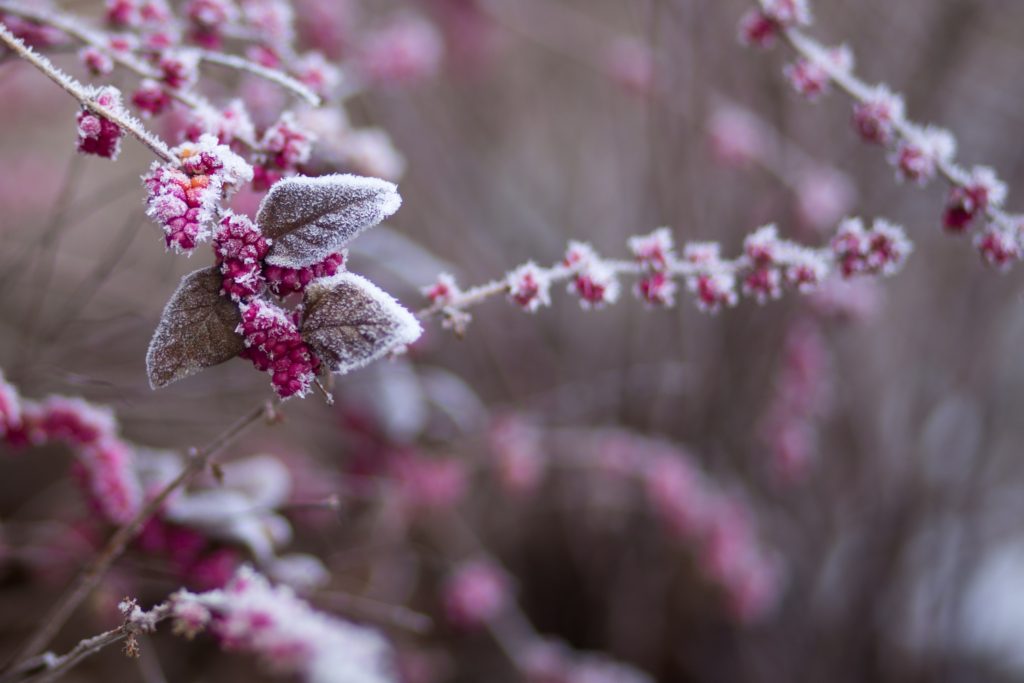 berries in winter -- how to stay busy during photography slow season