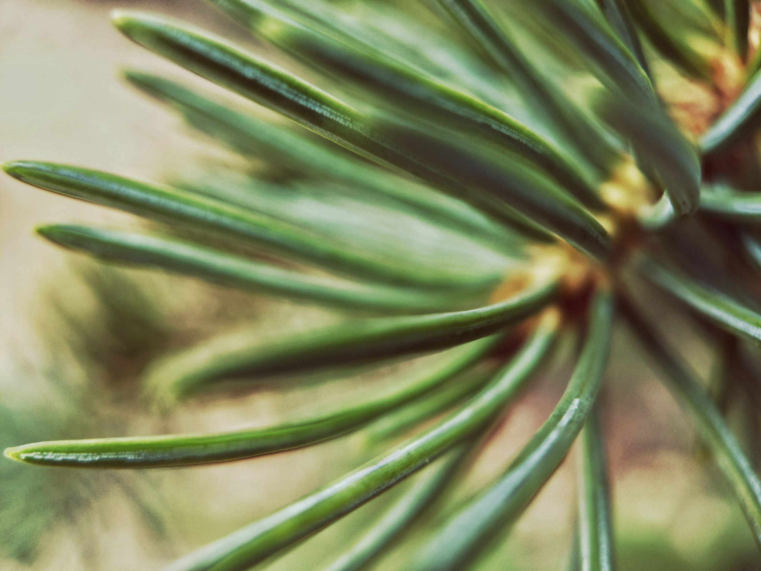 Closeup of pine branch representing evergreen content to recycle on your blog