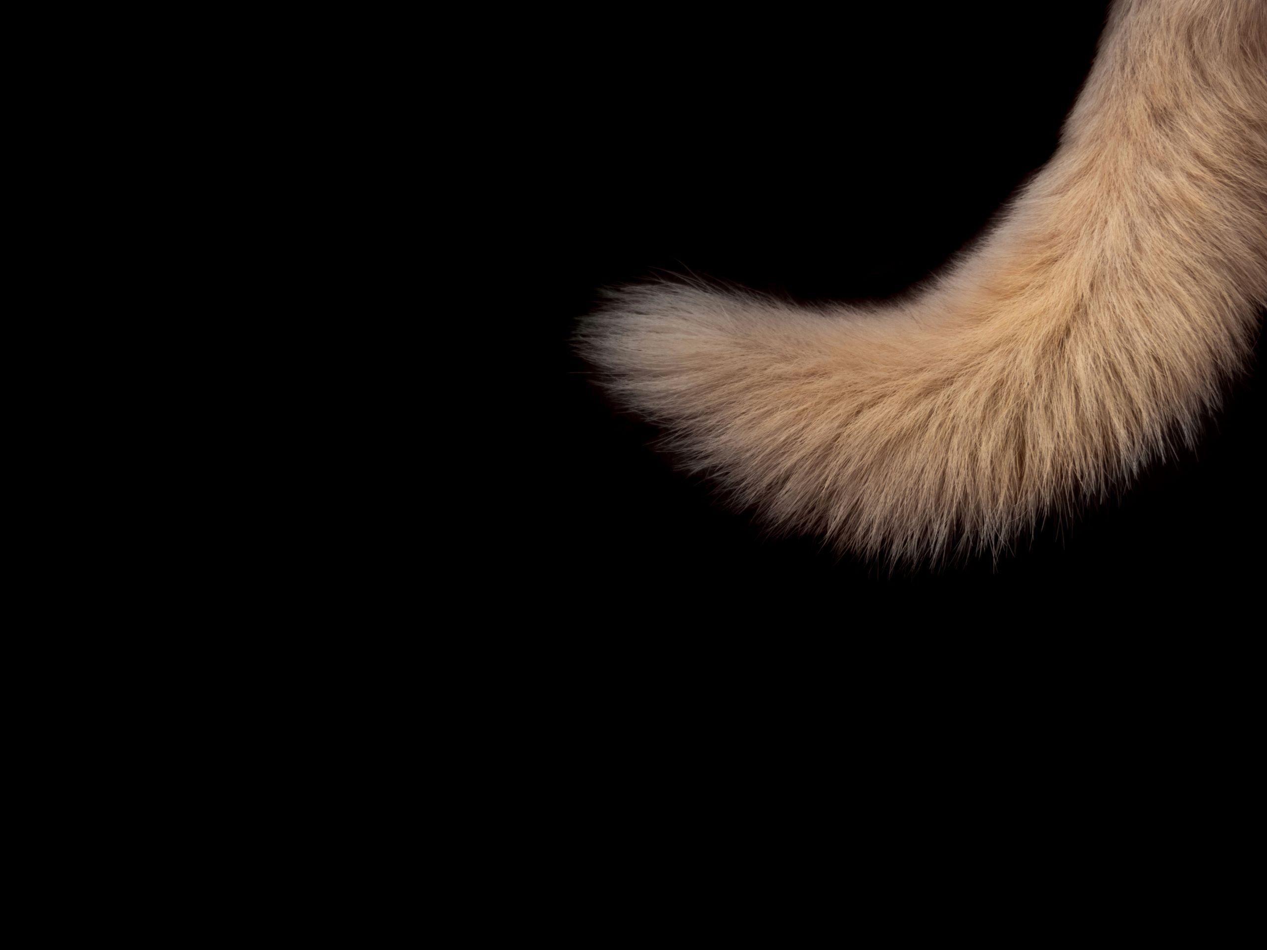 Read more about the article Short-tail vs. Long-tail Keywords